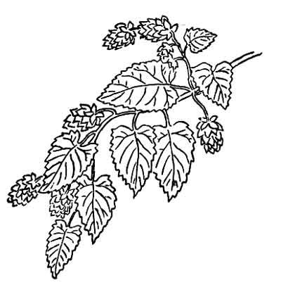 Free Herbs Clipart Black And White, Download Free Herbs Clipart Black And White png images, Free ...