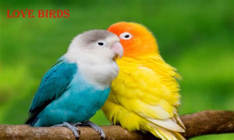 Home Pets Page: LoveBirds As a Home Pets Behaviour