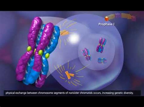 Meiosis 3D Animation - YouTube