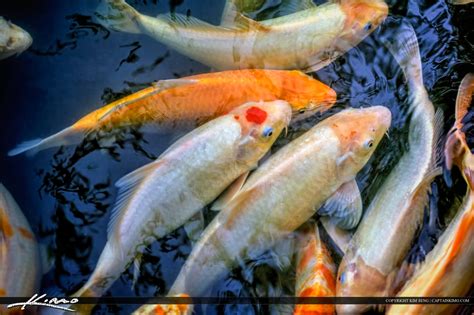 Koi Fish Golden Carp in Pond | HDR Photography by Captain Kimo