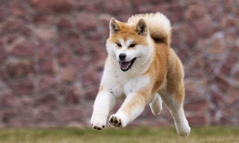 Hachiko: la conmovedora historia de un ejemplar de la raza de perro akita