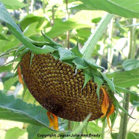 Julie Ann Brady : Blog On: Drying Sunflower Heads for Seeds