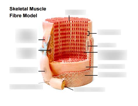 Skeletal Muscle Model Labeled