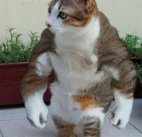 and now you must face...buff cat, lord and saviour of the streets : r ...