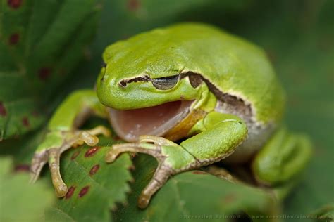 Species: European Tree Frog | Roeselien Raimond Nature Photography