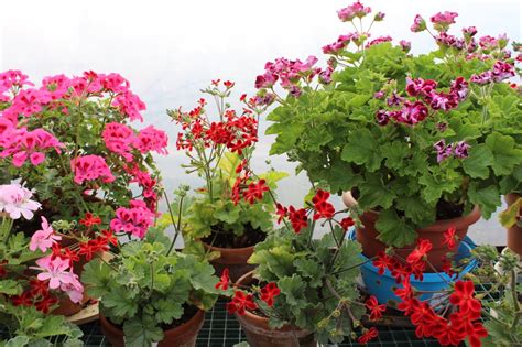 REGAL GERANIUM | Geraniums, Plants