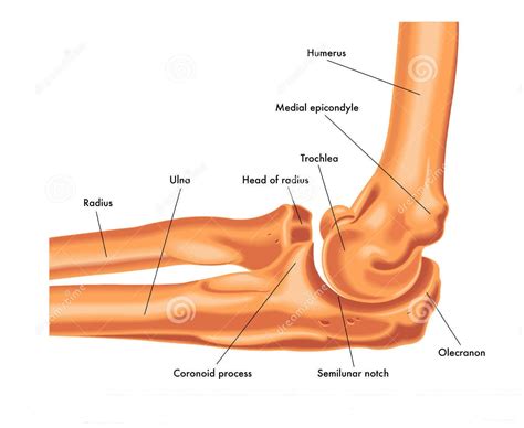 What is the region of the humerus that articulates with the ulna? | Socratic