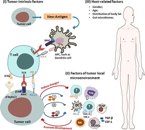 Frontiers | Mechanisms of Cancer Resistance to Immunotherapy