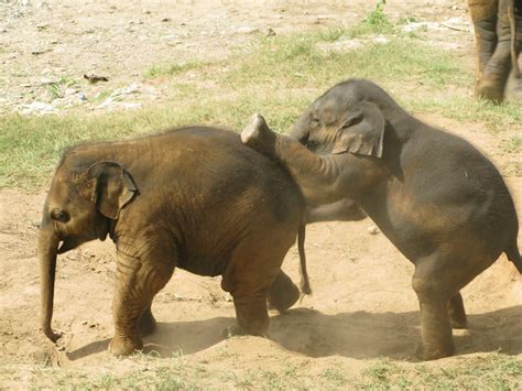 baby elephants playing | Flickr - Photo Sharing!