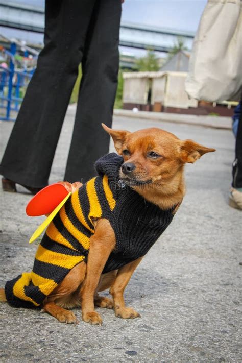 115 Dog Bee Costume Stock Photos - Free & Royalty-Free Stock Photos ...