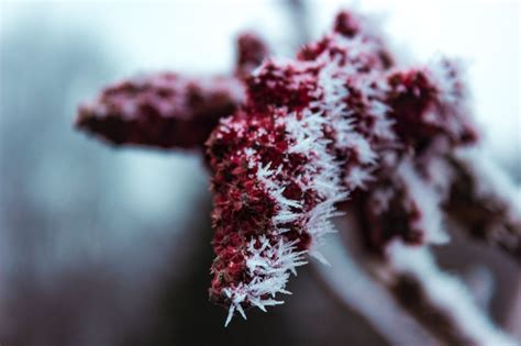 How to Prepare Your Plants for Cold Weather