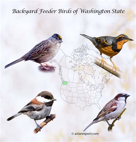 Washington State Backyard Feeder Birds: The Definitive Guide