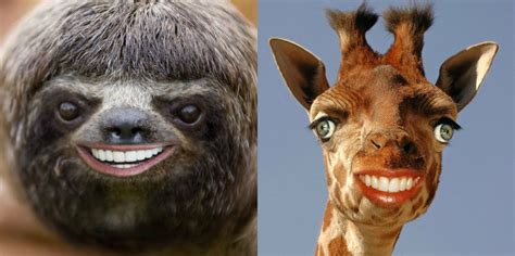 15 WTF Photos Of Animals With Human Teeth