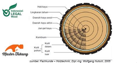Mengenal Jenis Kayu, Bagian Kayu, Sifat Kayu, dan Karakter Kayu » Inovasi Dunia Konstruksi dan ...