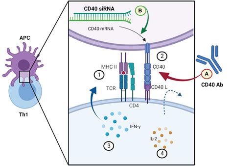 Frontiers | Immunomodulation—a general review of the current state-of ...