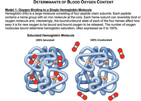 Solved How many oxygen molecules are bound when a hemoglobin | Chegg.com