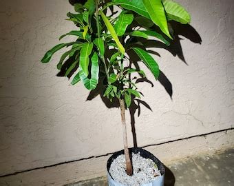 Mango Manila Tree - Etsy