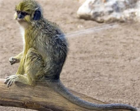 Angolan talapoin - Facts, Diet, Habitat & Pictures on Animalia.bio