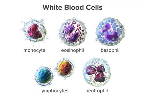 Low White Blood Cell Count: Causes, Symptoms, and Treatments