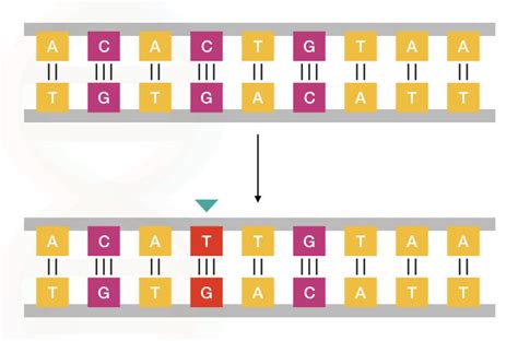 What Is A Point Mutation?