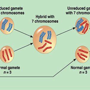 (PDF) Polyploidy: Evolution and Crop Improvement