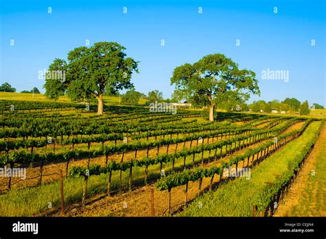 Agriculture - Rolling mid-summer wine grape vineyard with oak trees on ...