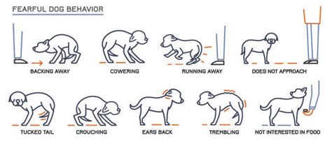 Fidos Facing Fear Behavior Modification | Calvert Dog Academy