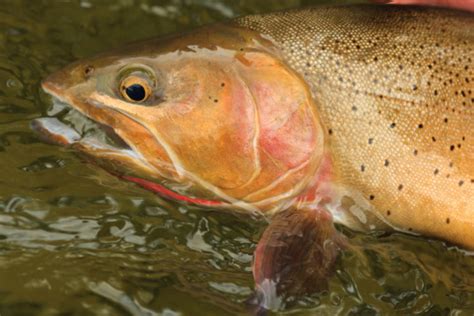 Snake River Cutthroat Trout Stock Photo - Download Image Now - iStock