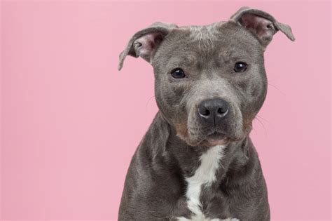 Pitbull Names: 100+ Tough, Badass & Strong Names for Pitbulls