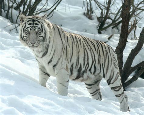 Siberian Tiger Facts, Cubs, Habitat, Diet, Adaptations, Pictures