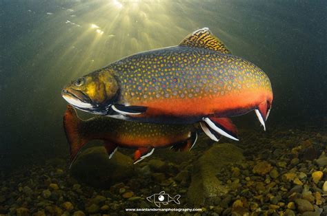 Trout Wallpapers - Top Free Trout Backgrounds - WallpaperAccess