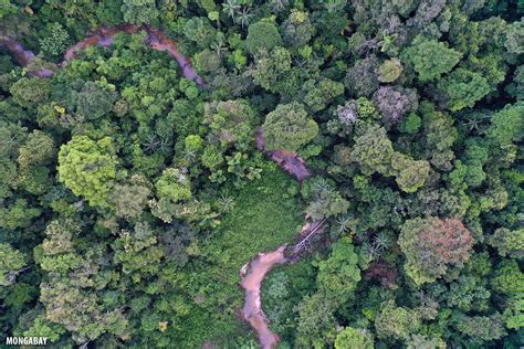 Bird's eye view: Drone photos of the Amazon rainforest (insider)