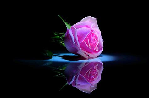 Single Rose Images Free Download - James Whitstucki