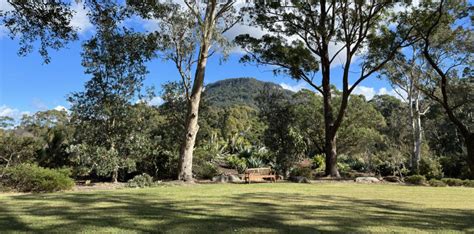 Turpentine Lawn | Wollongong Botanic Garden