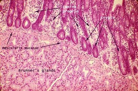 SIU SOM Histology GI | Medical school studying, Medical science, Medicine