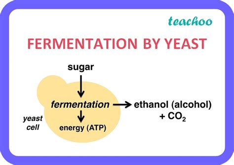 [Life Process] Fermentation of glucose by yeast normally yields - Bio