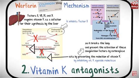 Warfarin Mechanism Of Action Animation