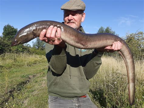 Are big eels making a comeback? — Angling Times