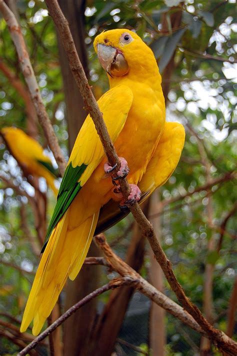 Golden parakeet | Colorful birds, Pet birds, Beautiful birds