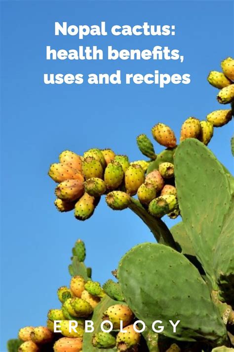 Nopal Cactus: Health Benefits, Uses and Recipes - Erbology | Cactus benefits, Nopales benefits ...