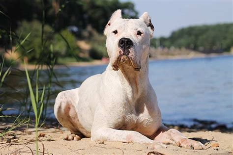 Gemäßigt Ernte Kapitän dogo argentino vs puma real fight Gesetzgebung ...