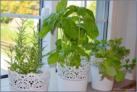 Indoor Herb Garden: 5 Reasons You Should Be Growing Herbs Indoors