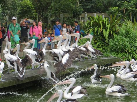 Ragunan zoo, Jakarta editorial image. Image of outdoor - 115881450