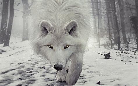 Snow Wolf Wallpapers - Wallpaper Cave