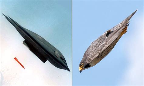 Peregrine falcon looks just like a B-2 bomber as it dives towards the earth in dazzling shot ...