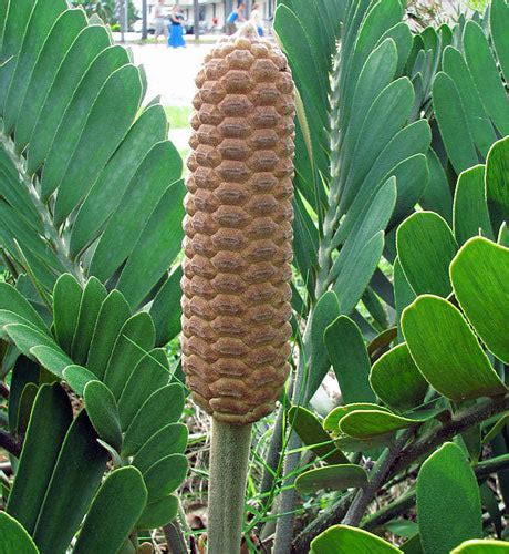 Zamia furfuracea | Cardboard Palm | Green Plant of Mystery | 5 Seeds