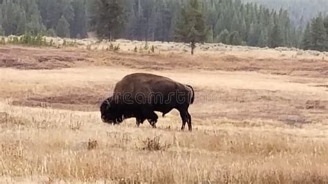 Yellowstone Beautiful Bison Stock Photo - Image of bovine, wildlife ...