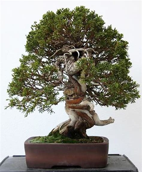 The Monk, Bonsai Before & After – Stone Lantern