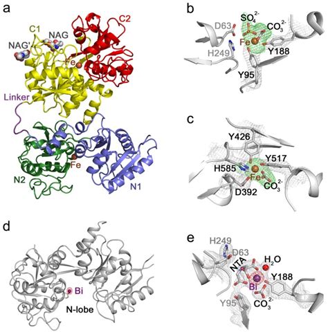 Iron and bismuth bound human serum transferrin reveals a partially-opened conformation in the N ...