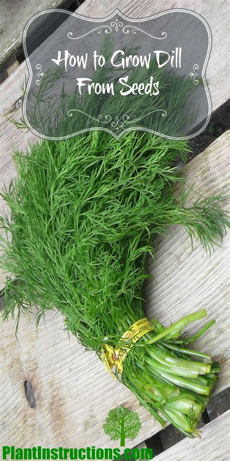 How to Grow Dill From Seeds - Plant Instructions